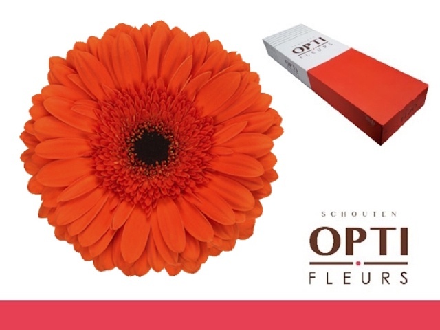 Gerbera Capella