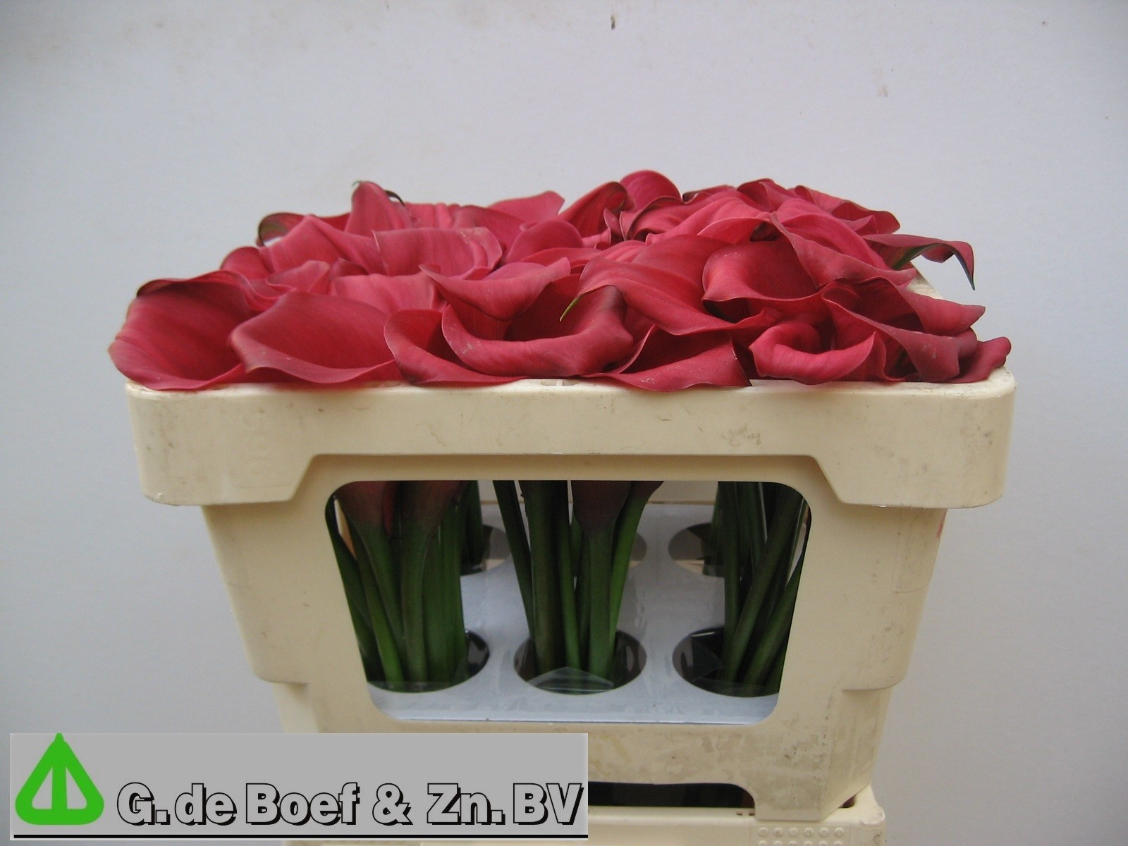 Calla Nashville 45cm