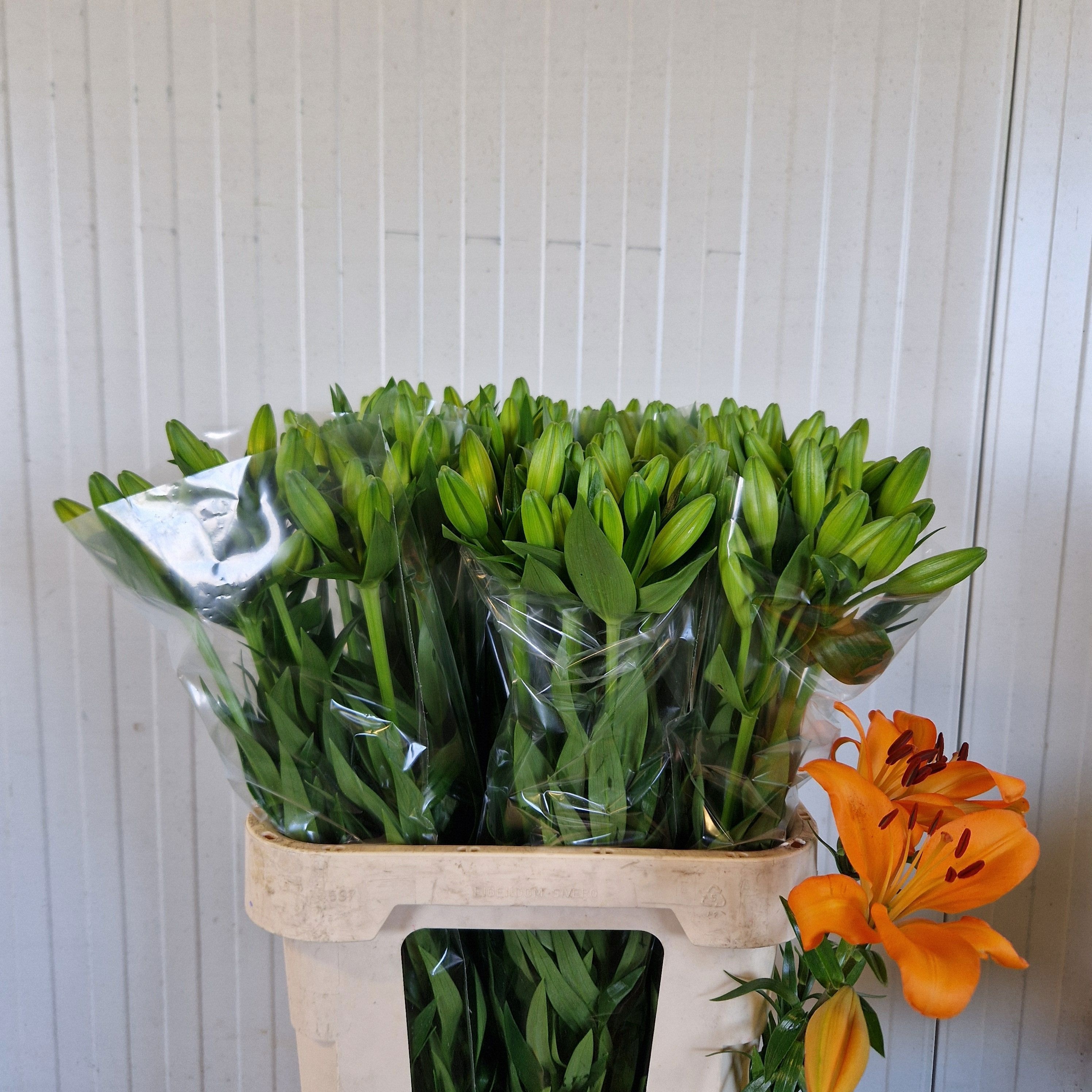Lilium La Caesars Palace 80cm 3/5bl