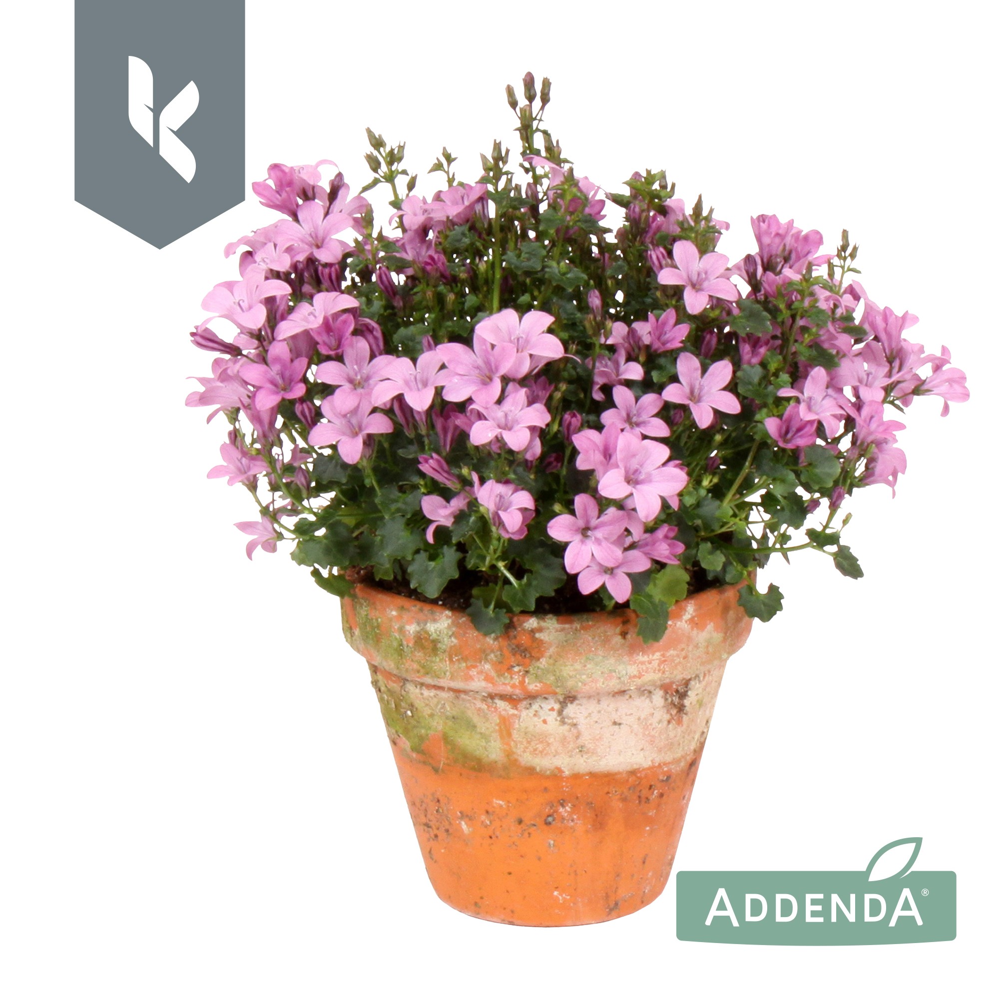 Picture of Campanula Ambella Pink in terracotta P10.5 22CM