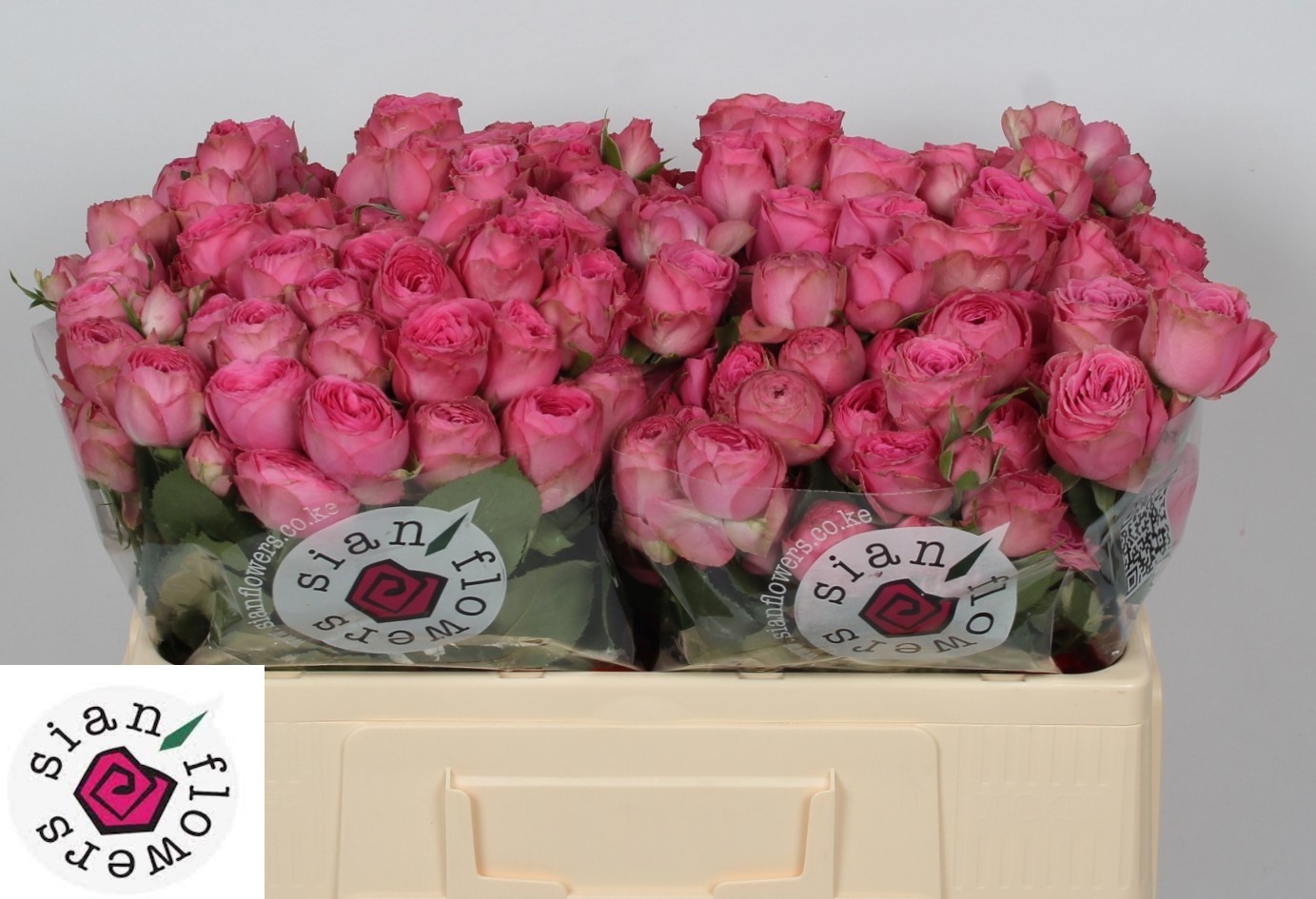 Rosa Spr Paulette! 50cm