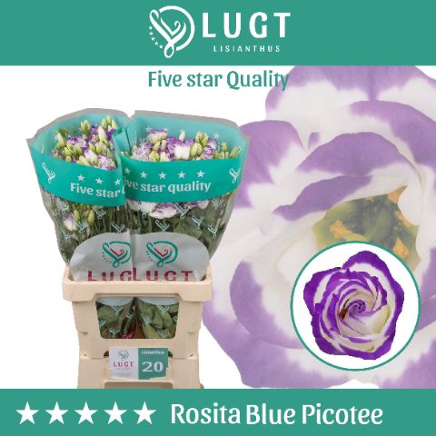 Eus G Rosi Blue Pico