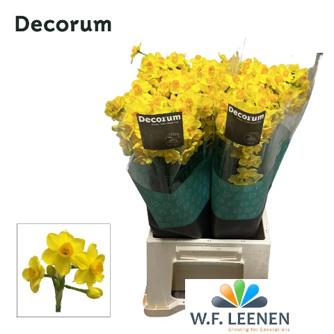 Narcissus Grand Soleil Dor 45cm
