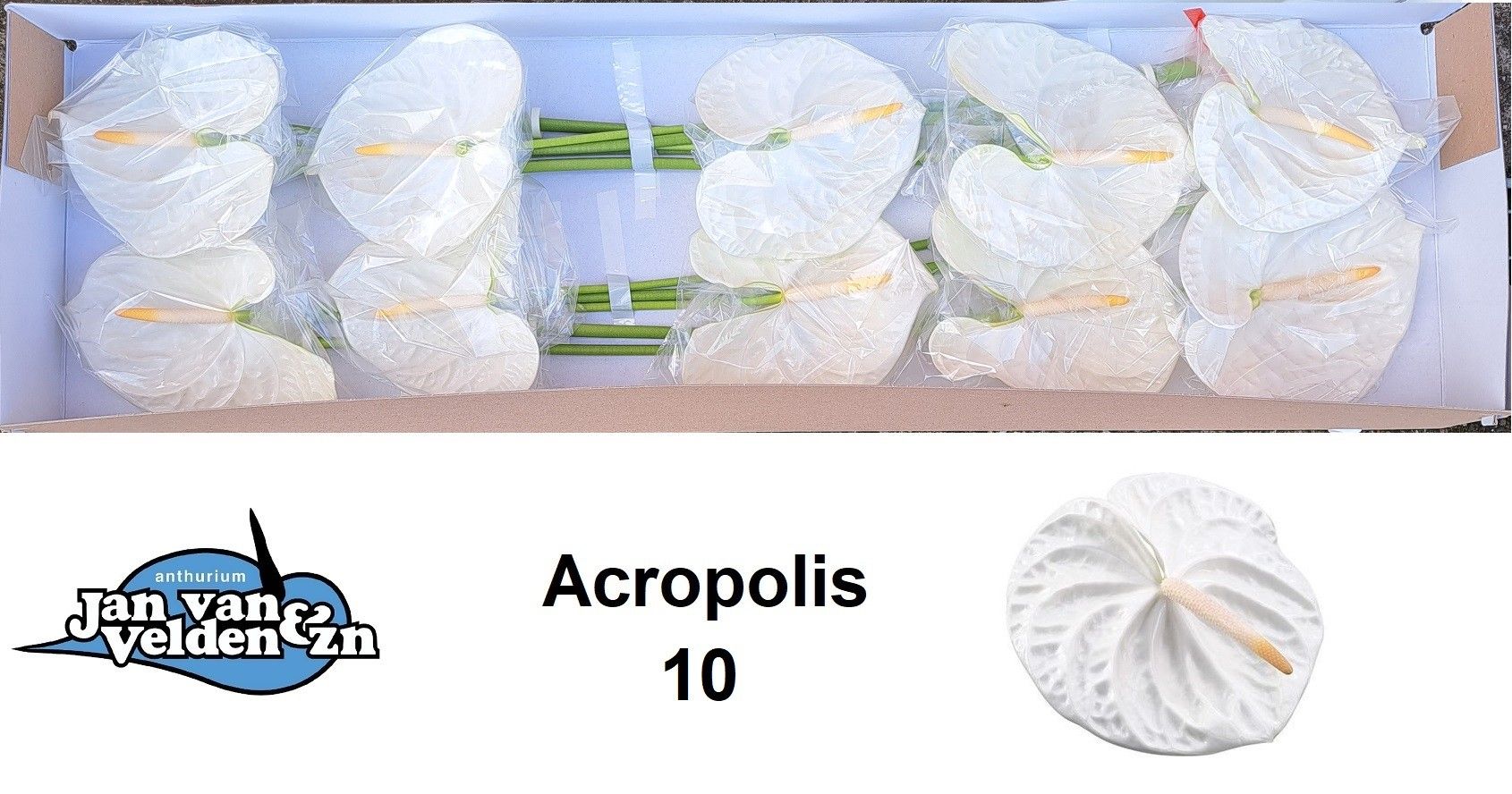 Anth A Acropolis