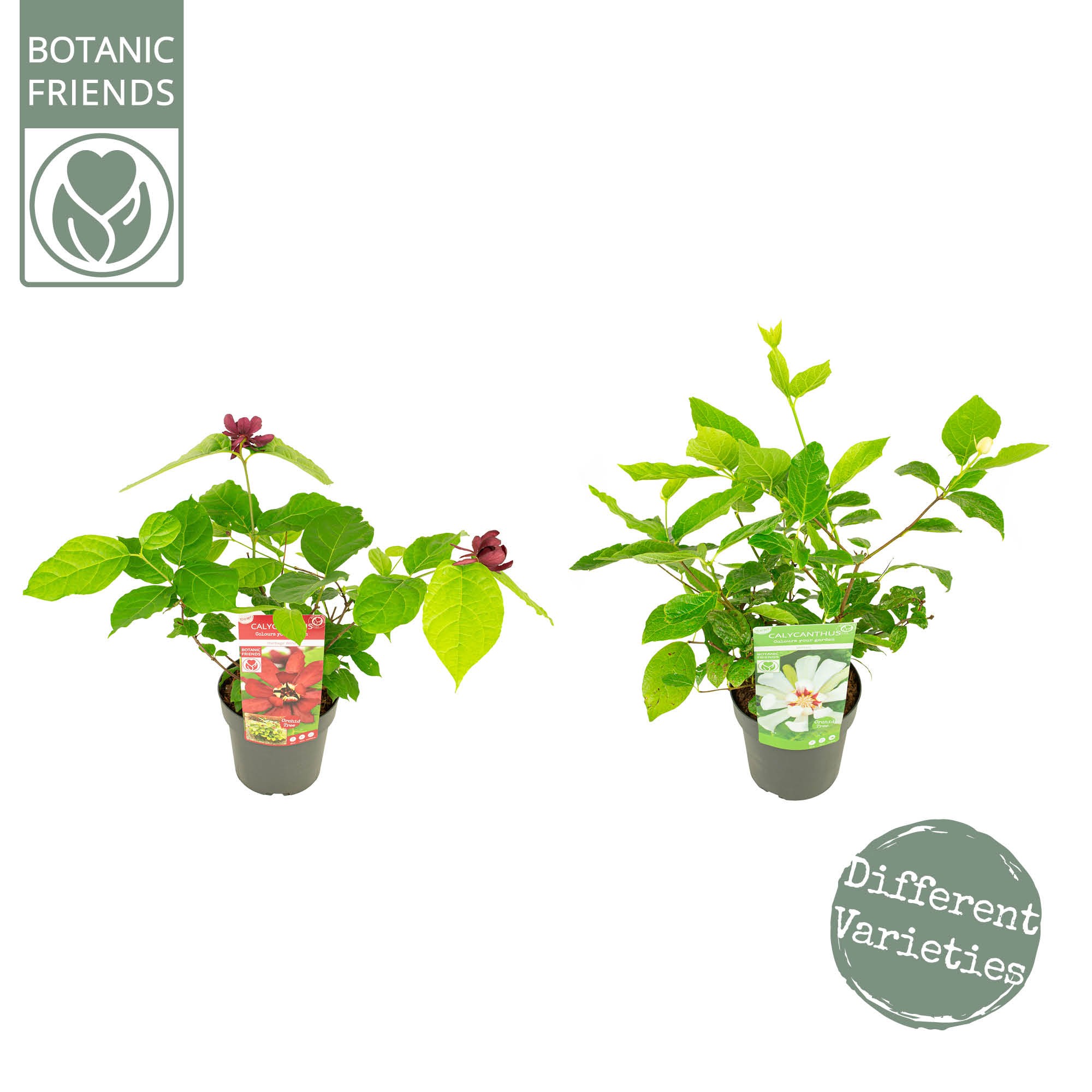 Picture of Sinocalycanthus in 2 varieties P19 (3 Ltr)