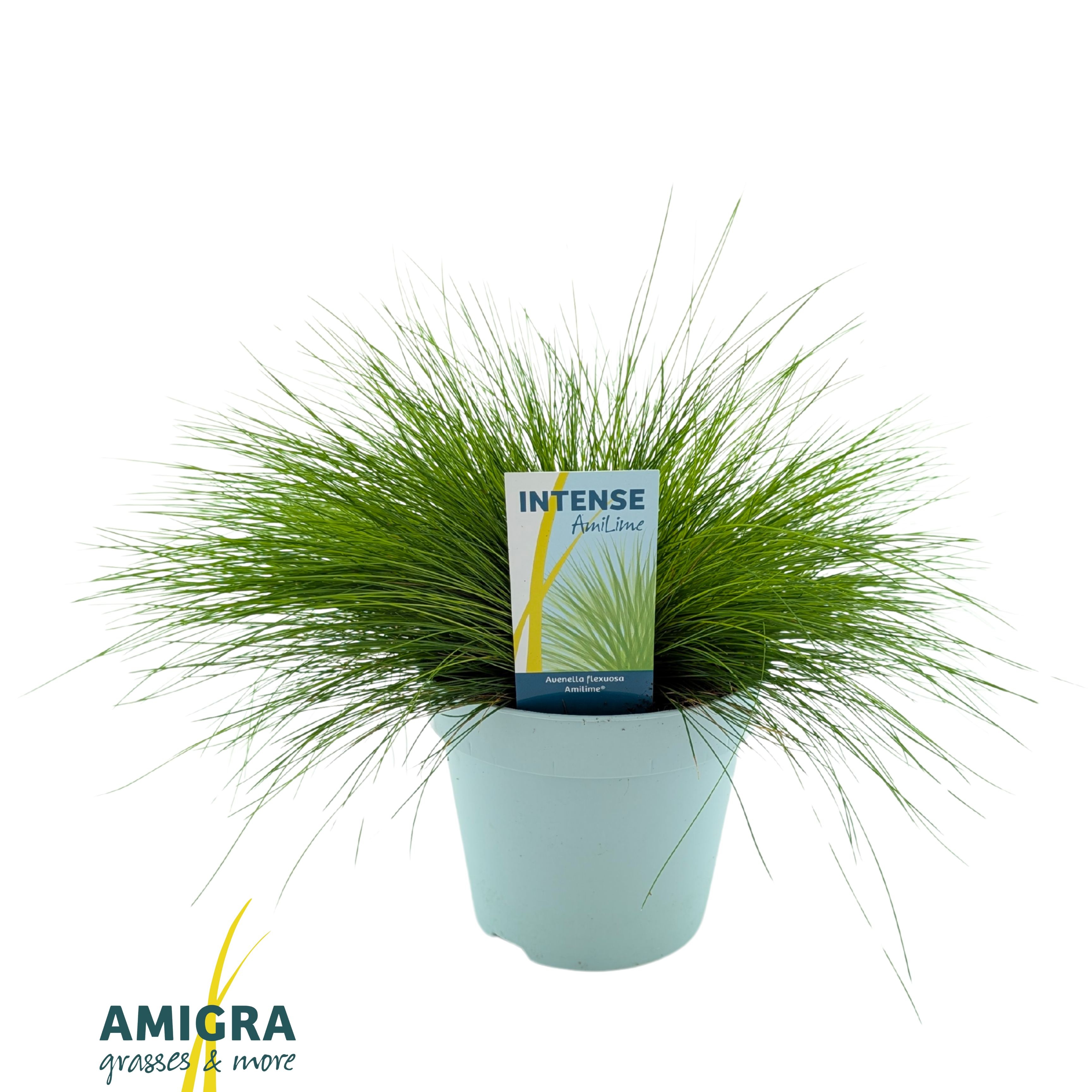 Picture of Deschampsia flexuosa AmiLime®
