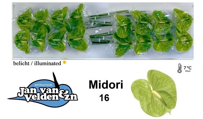Anth A Midori