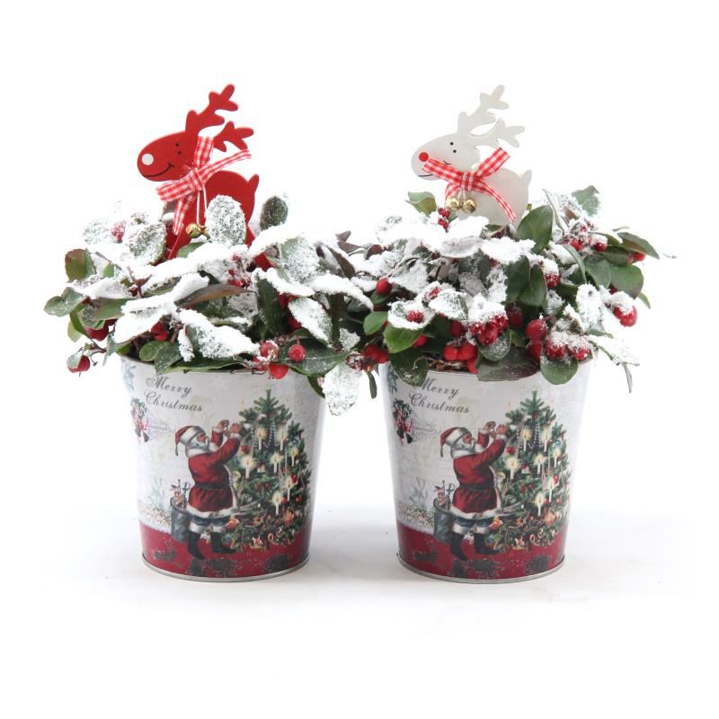 Picture of Gaultheria pr. Big Berry P10 in Zinc Santa + Reindeer + Snow P12