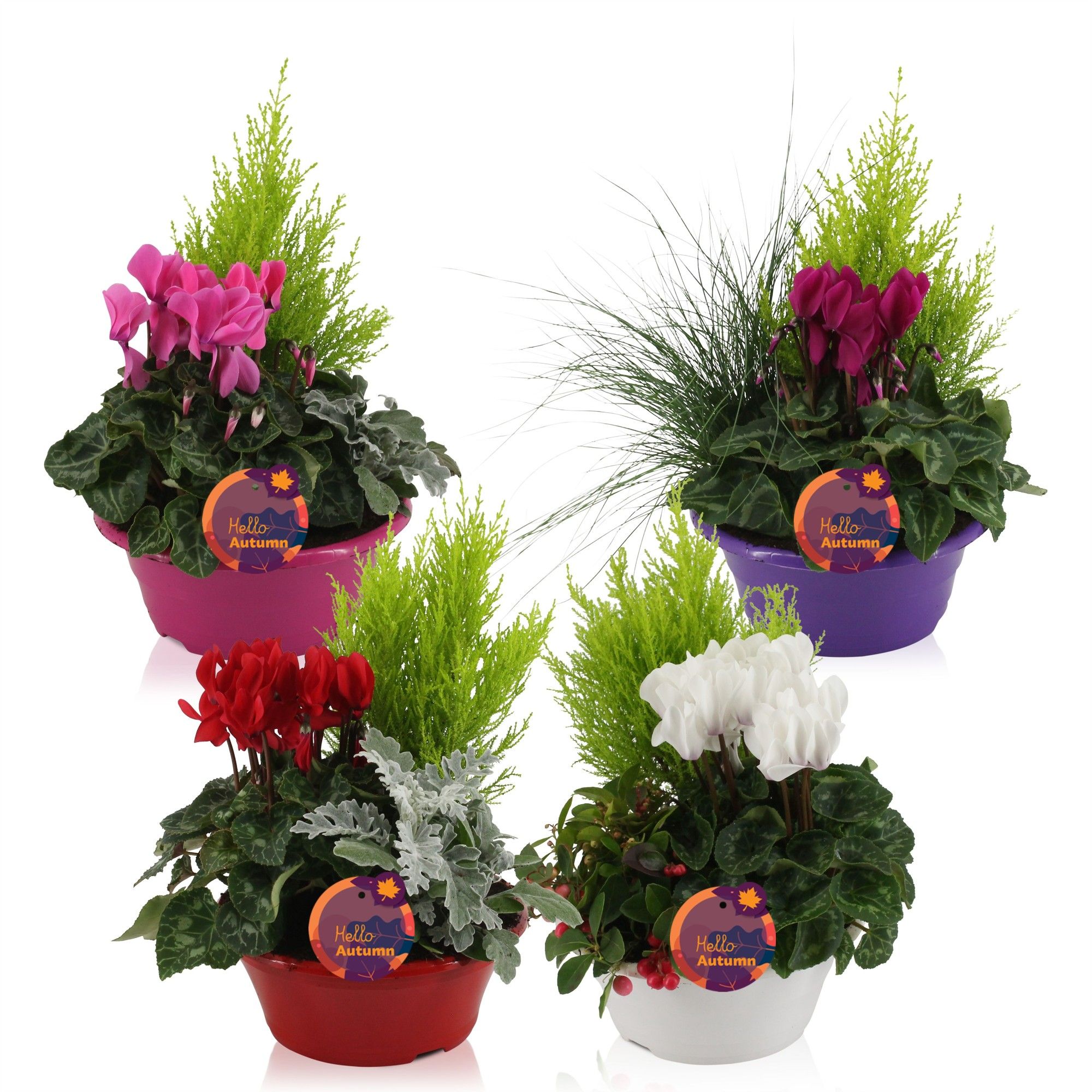 Perkpl Gem In Pot 23Ø 30cm