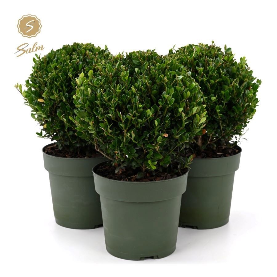 Ilex Crenata Jenny