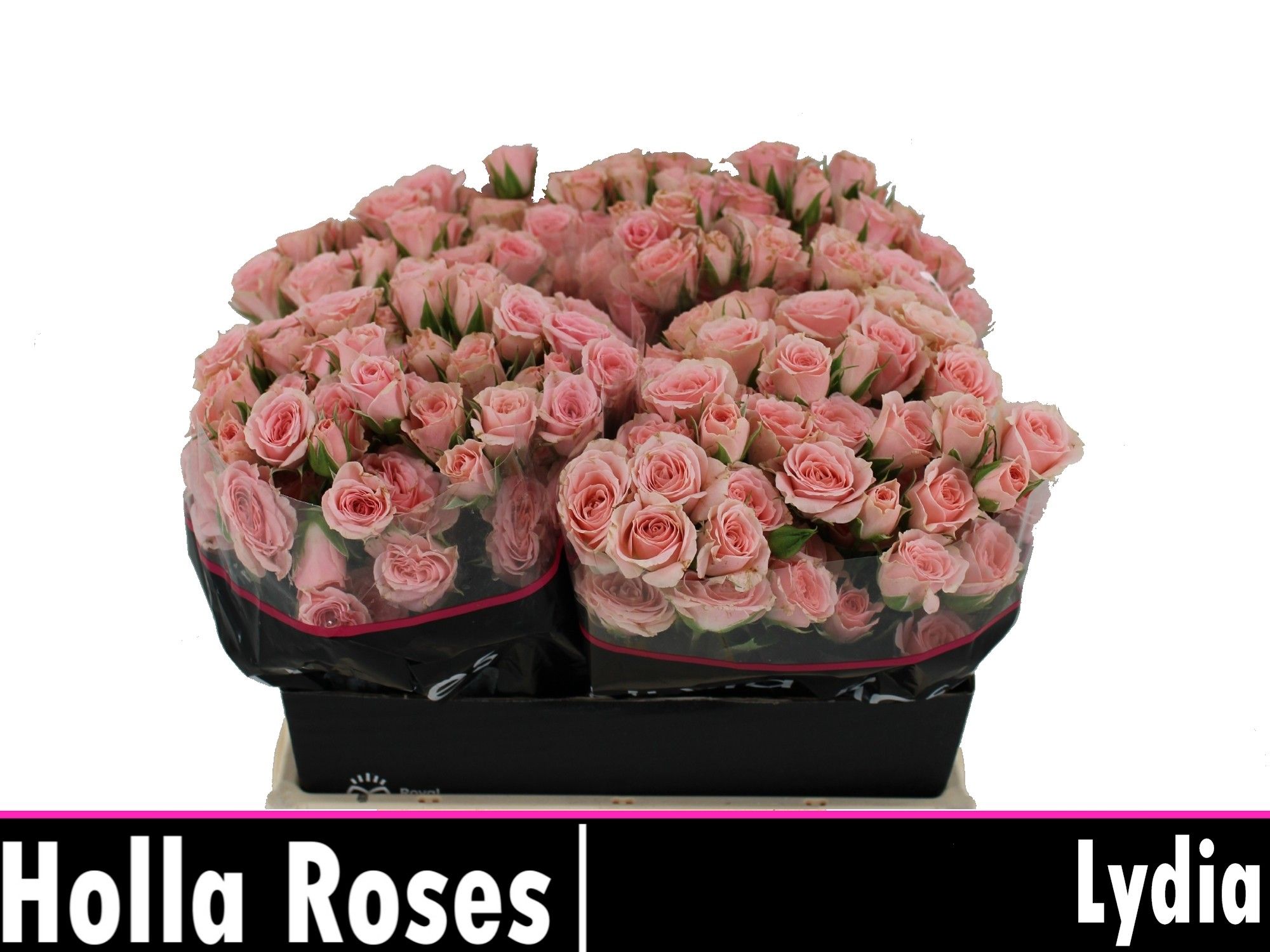 R Tr Lydia