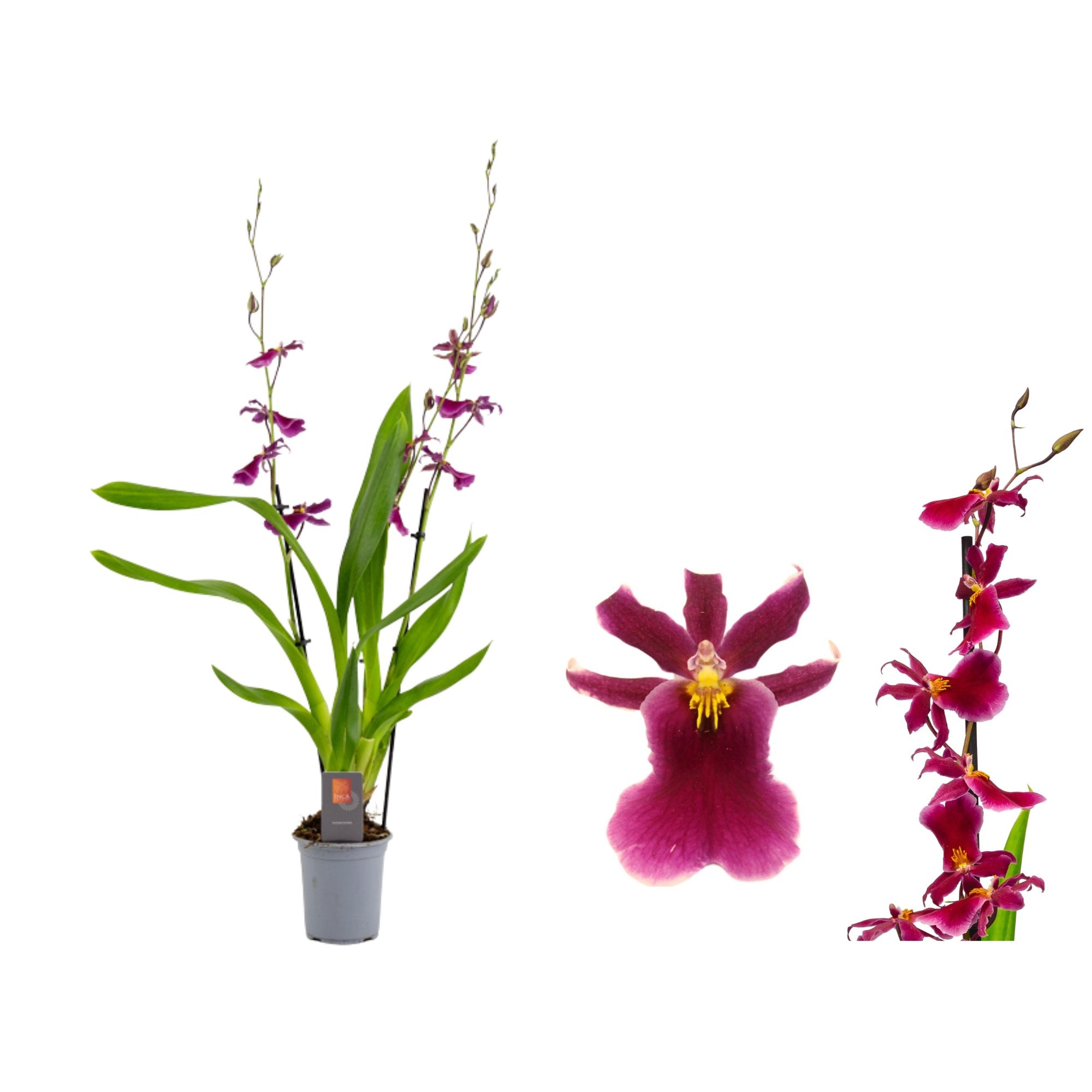 Inca Cambria Blossomfalls 2 Spike 9cm