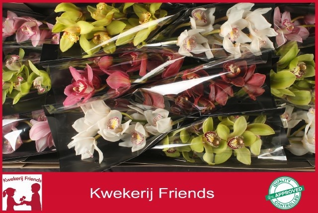 Cymbidium Asst 6bl