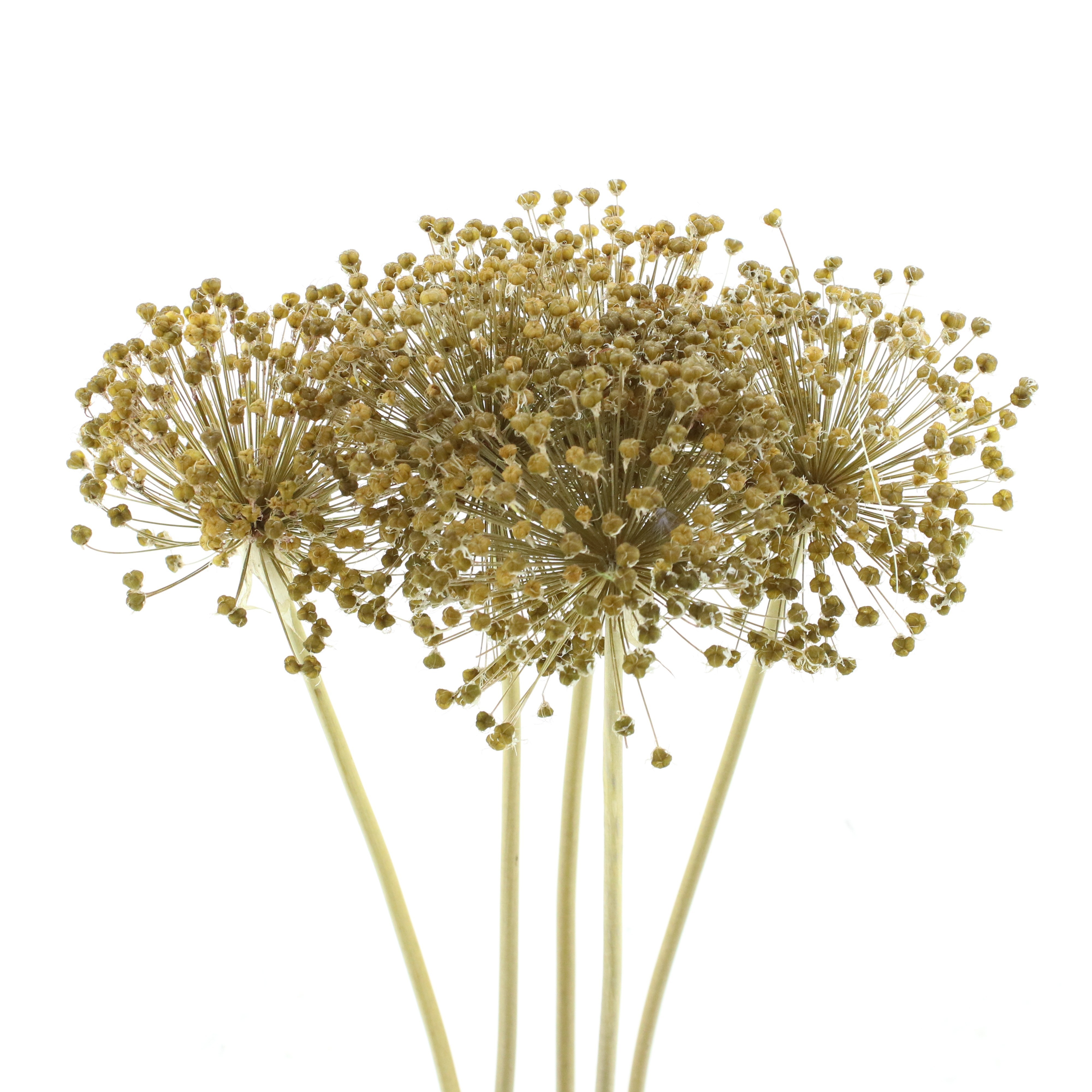Dried/preserved Flowers Misc 90cm