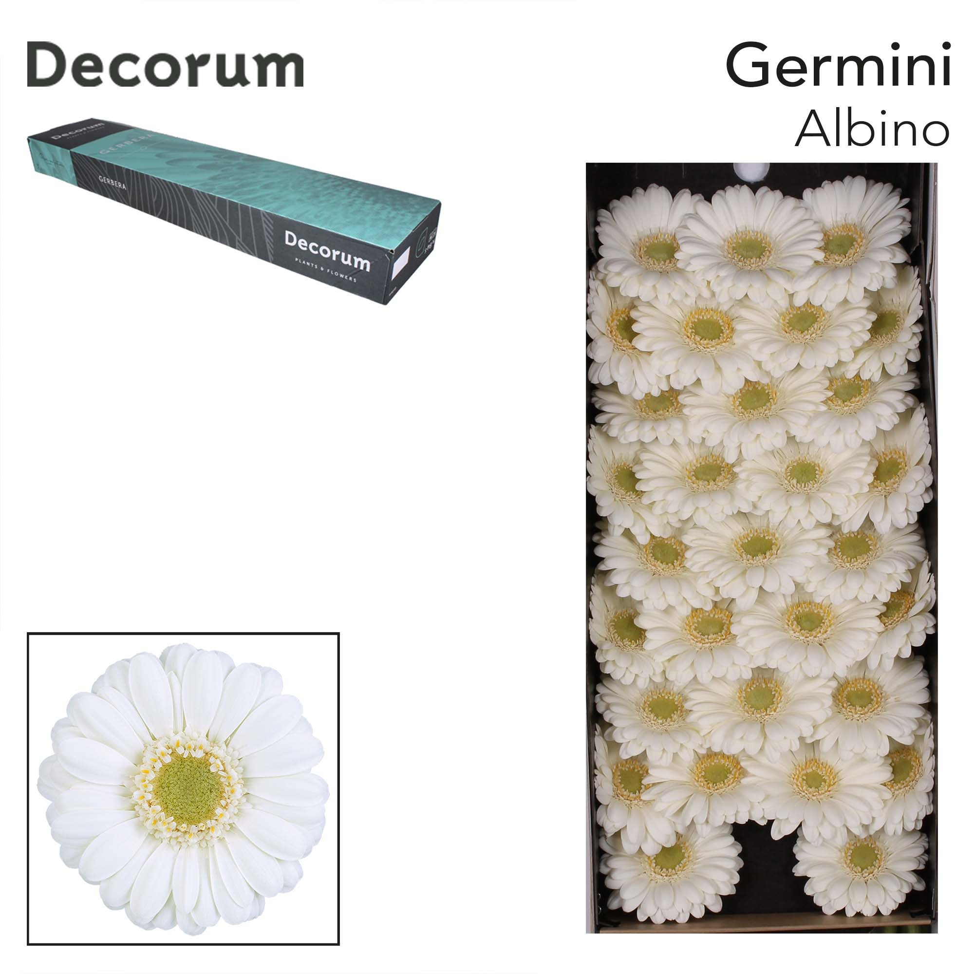 Ge Mi Albino