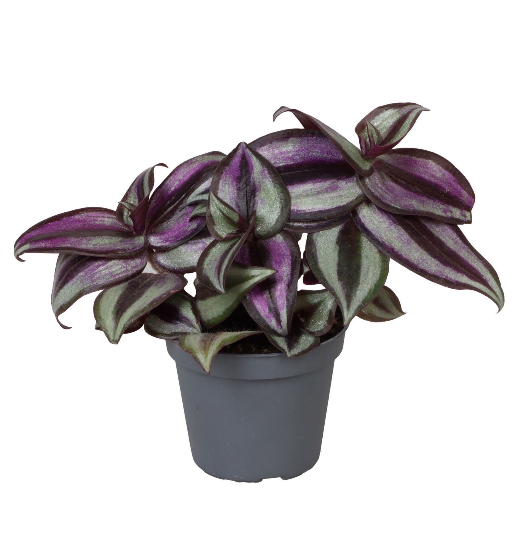 Tradescantia Zebra Pink Joy