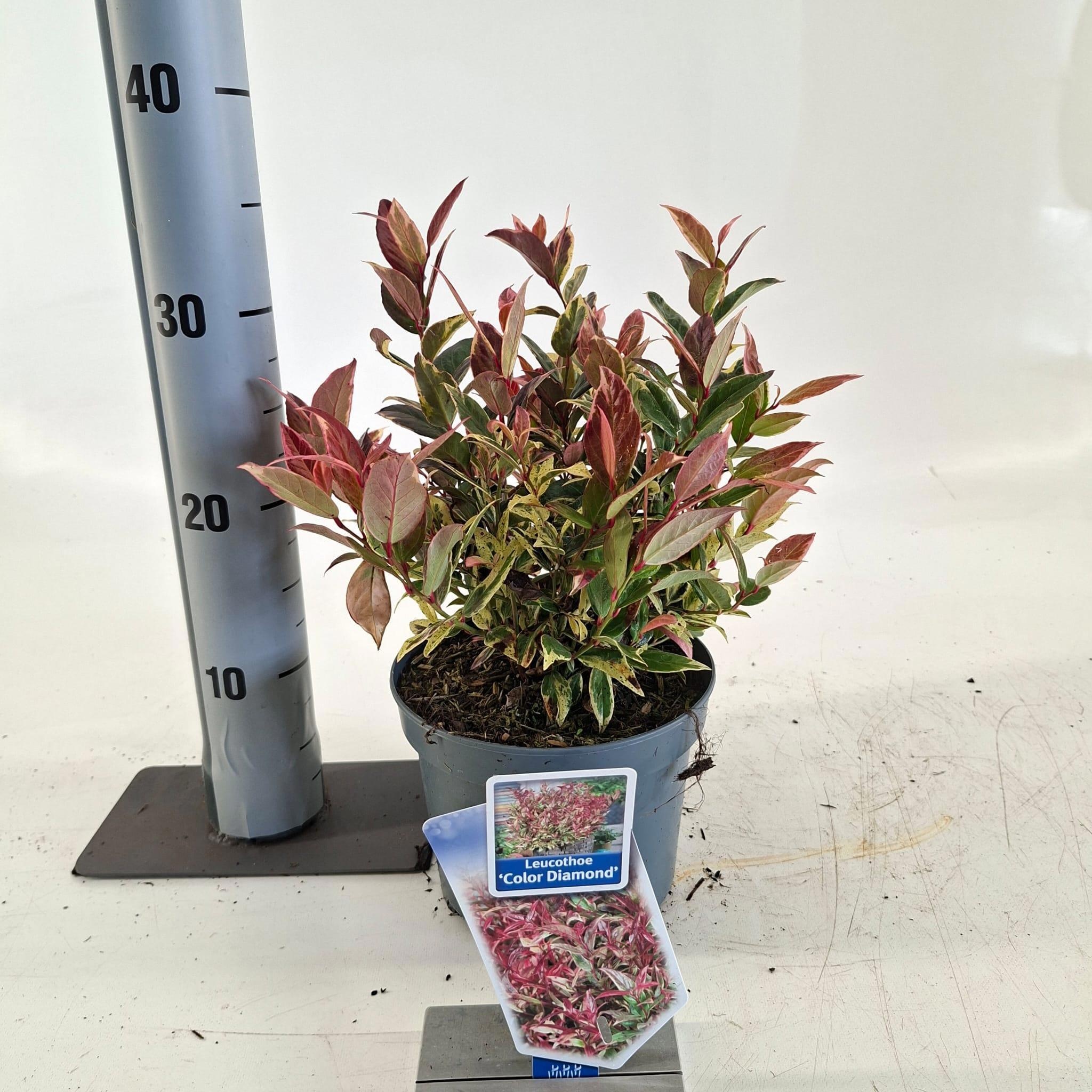 Leucothoe Dark Diamond ('Blule1801')