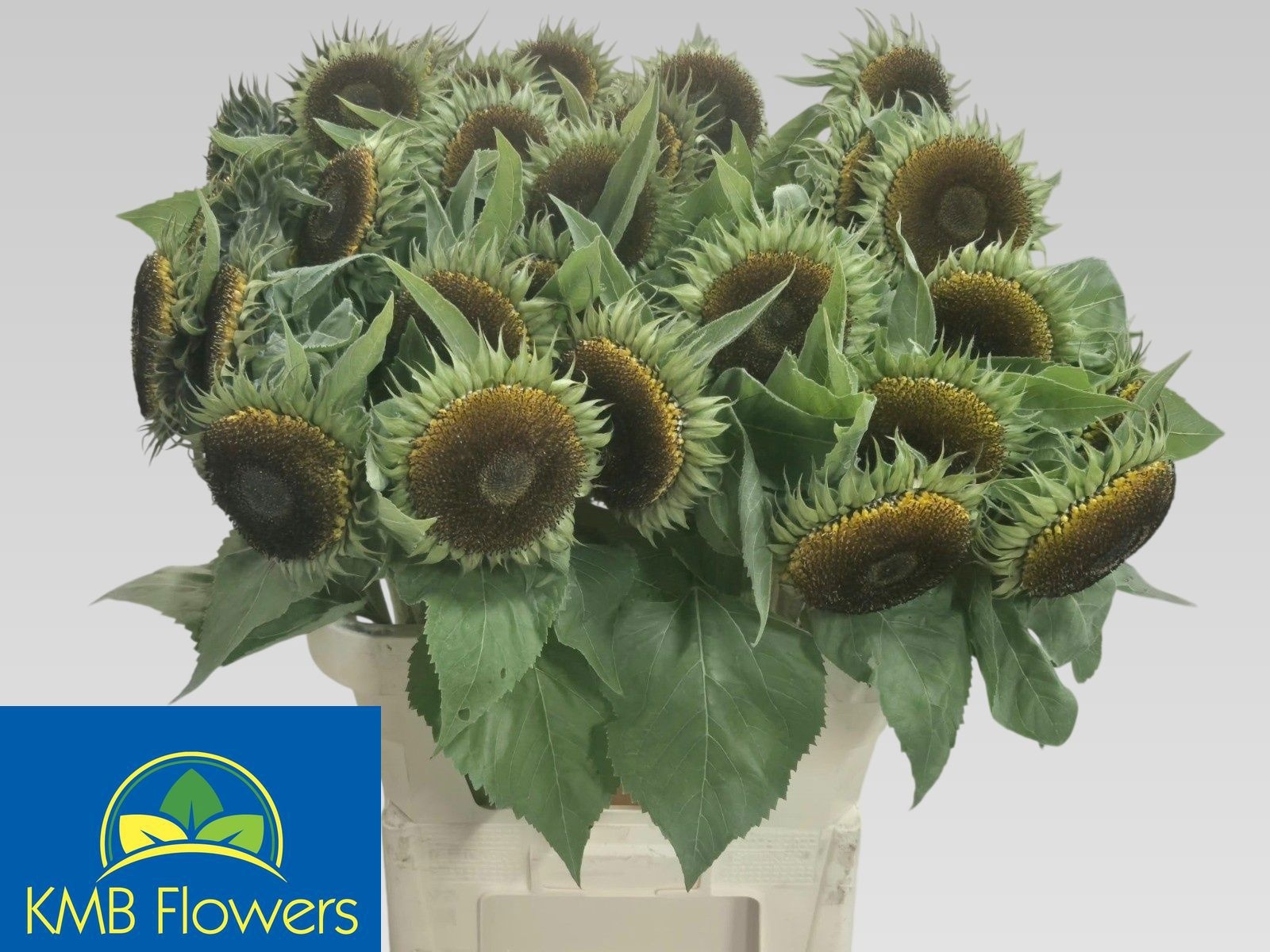 Helianthus 80cm