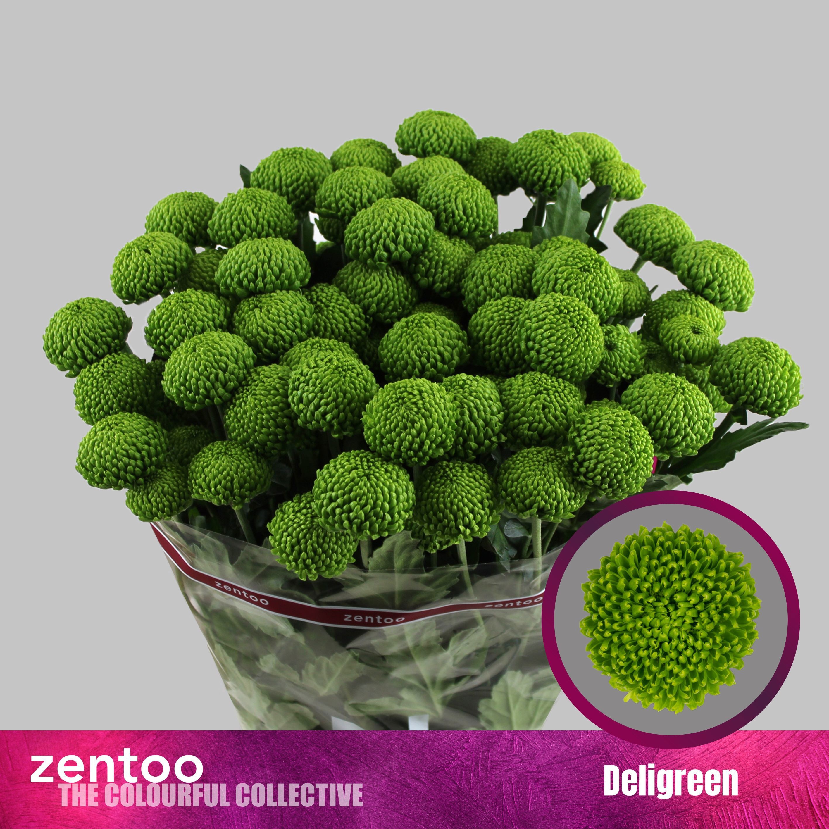 Chr T Deligreen
