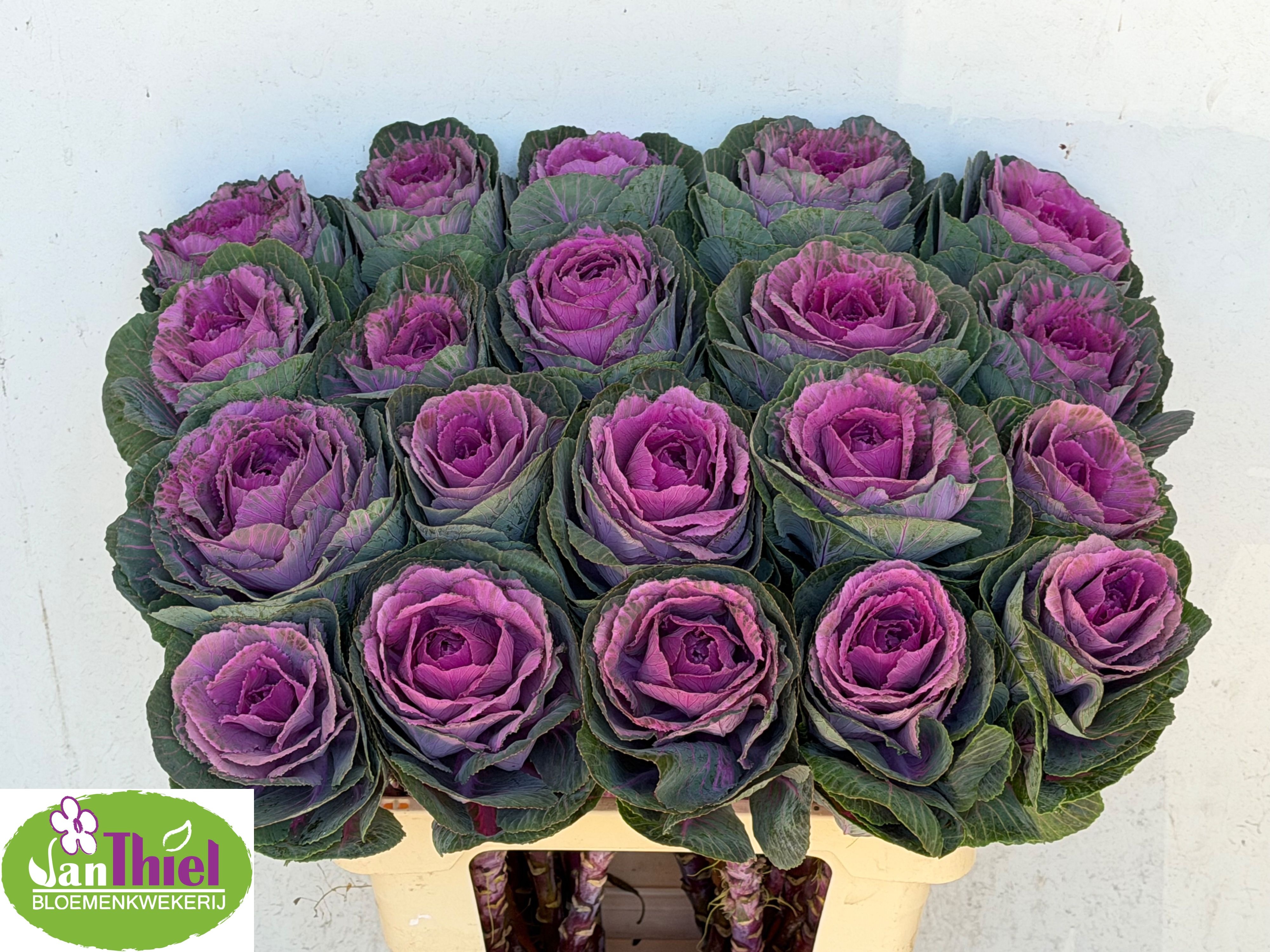 Brassica Red Crane 60cm