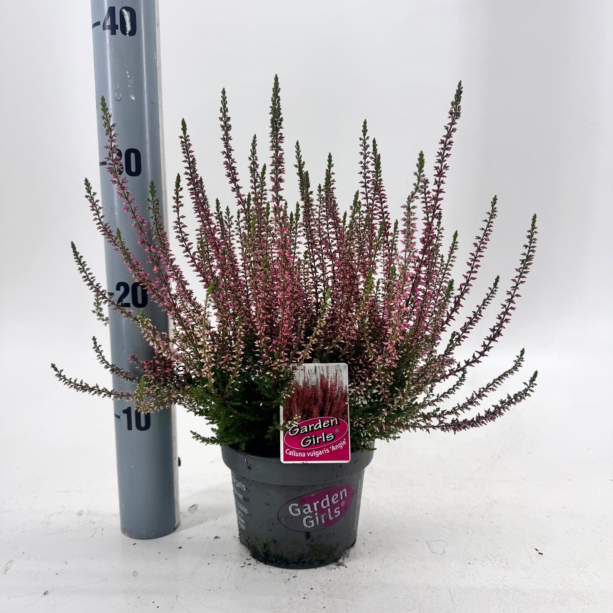 Calluna vulg. ‘Angie’ (gg) PBR