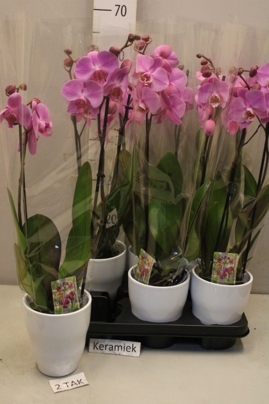 Arrangement Phalaenopsis Mt 12Ø 60cm