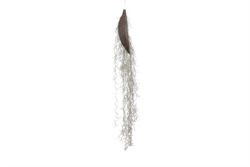 Till Usneoides