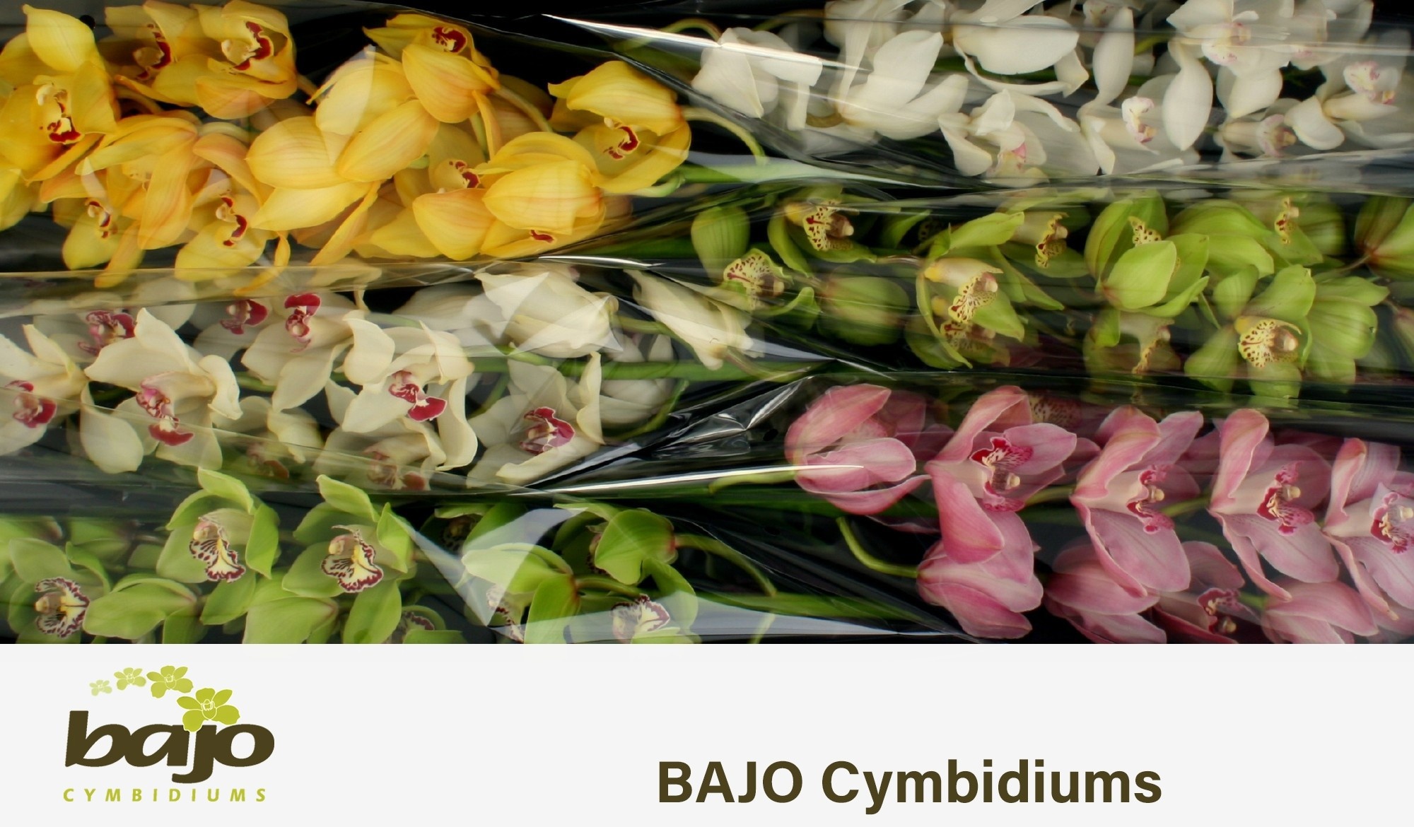 Cymbidium Asst 11bl