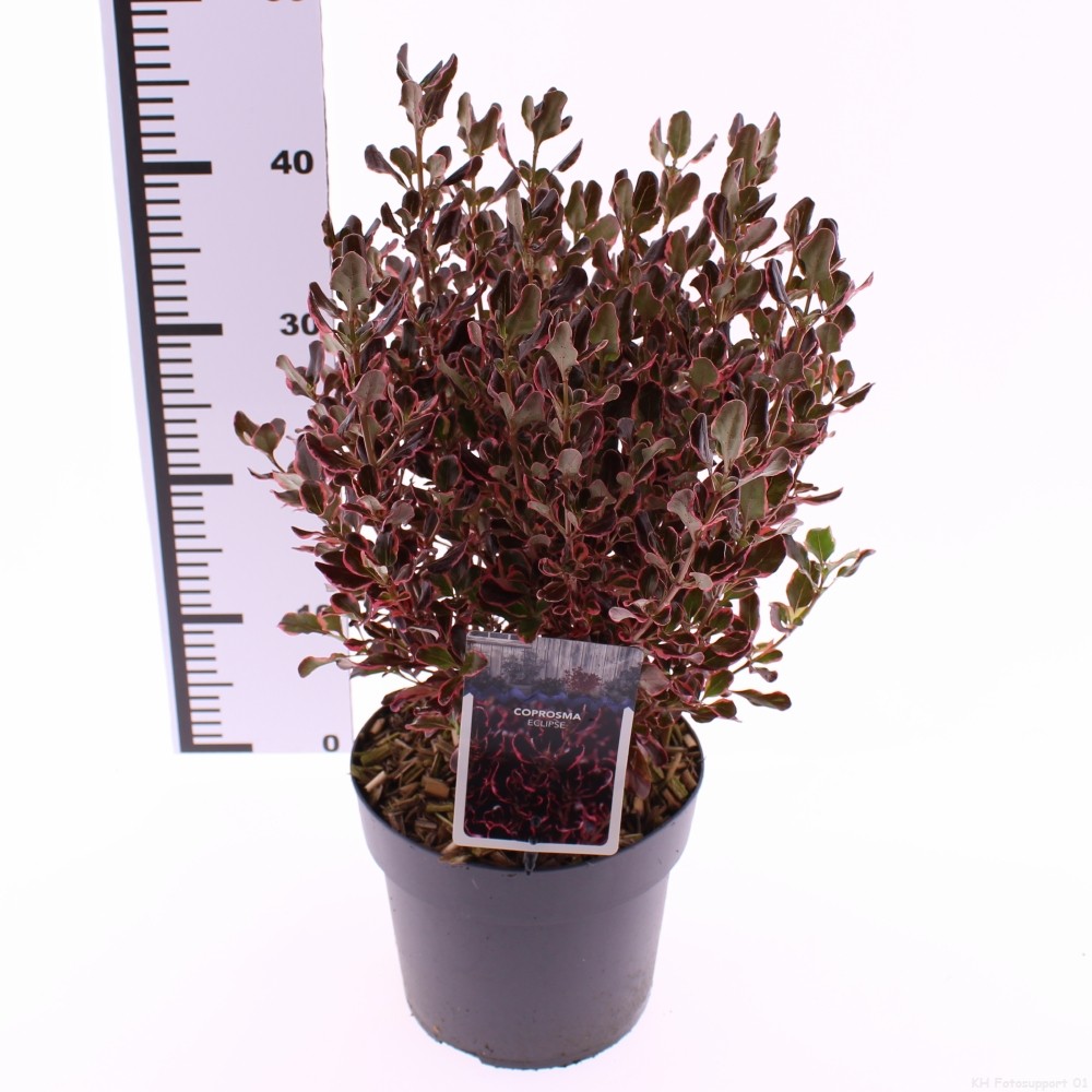 Picture of Coprosma 'Eclipse' PBR