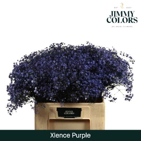 Gyps Xlence L60 Purple
