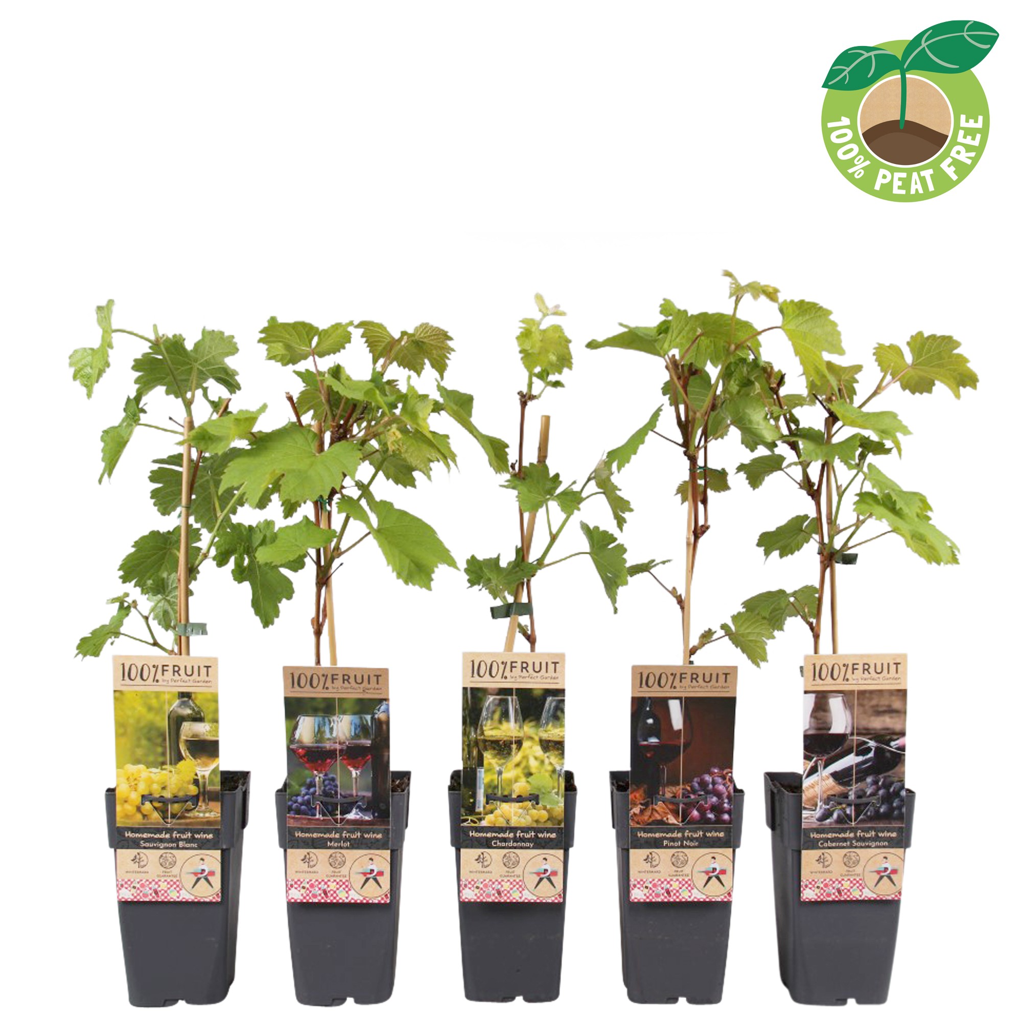 Picture of Wine theme fruitplants in varieties P15 (2 Ltr/high)