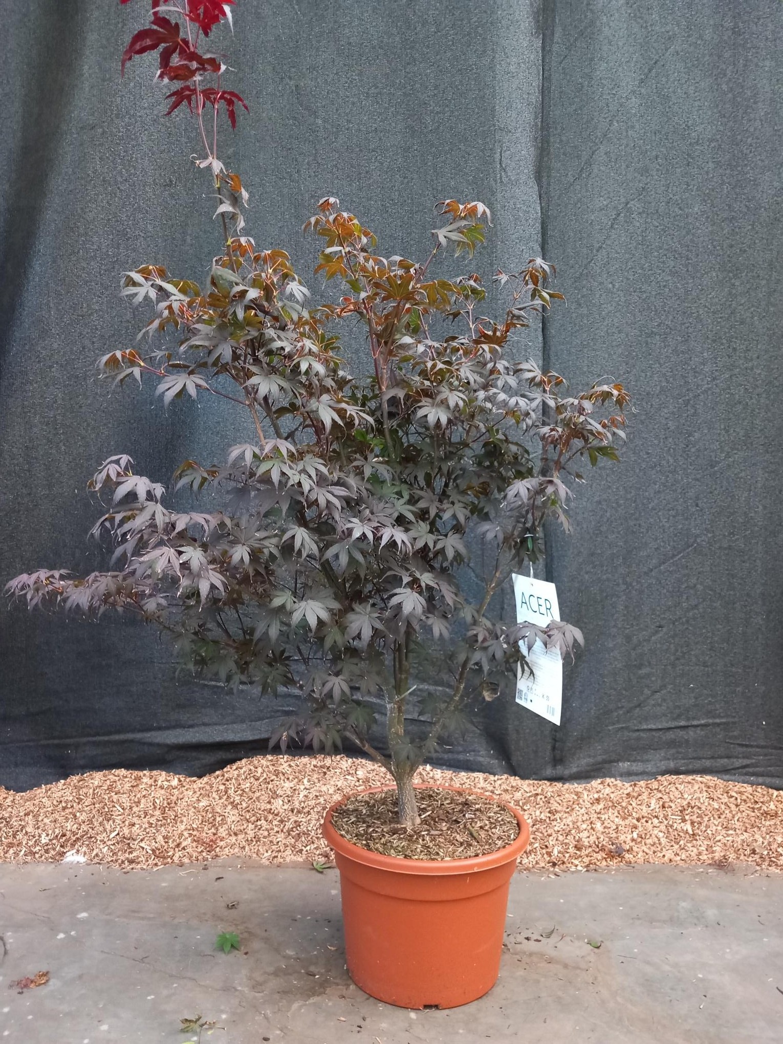 Picture of Acer pal. Bloodgood