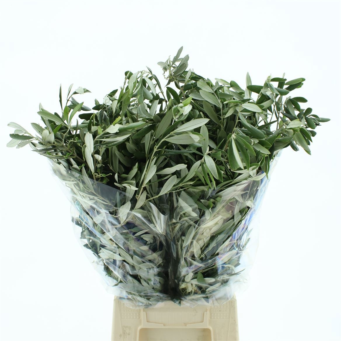 Olea Europaea Per Bunch 60cm 300gram