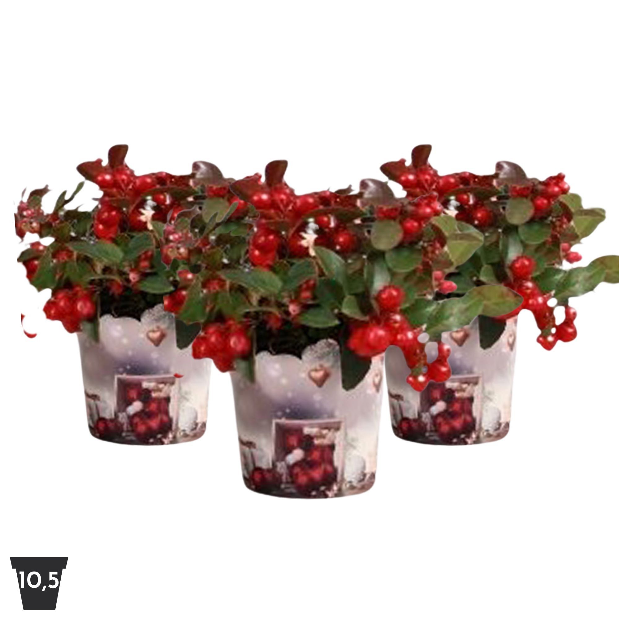Picture of Gaultheria Big Berry in potcover, P10,5