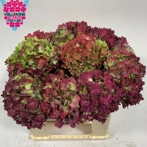 Hydrangea Adora Classic 40cm 14Ø