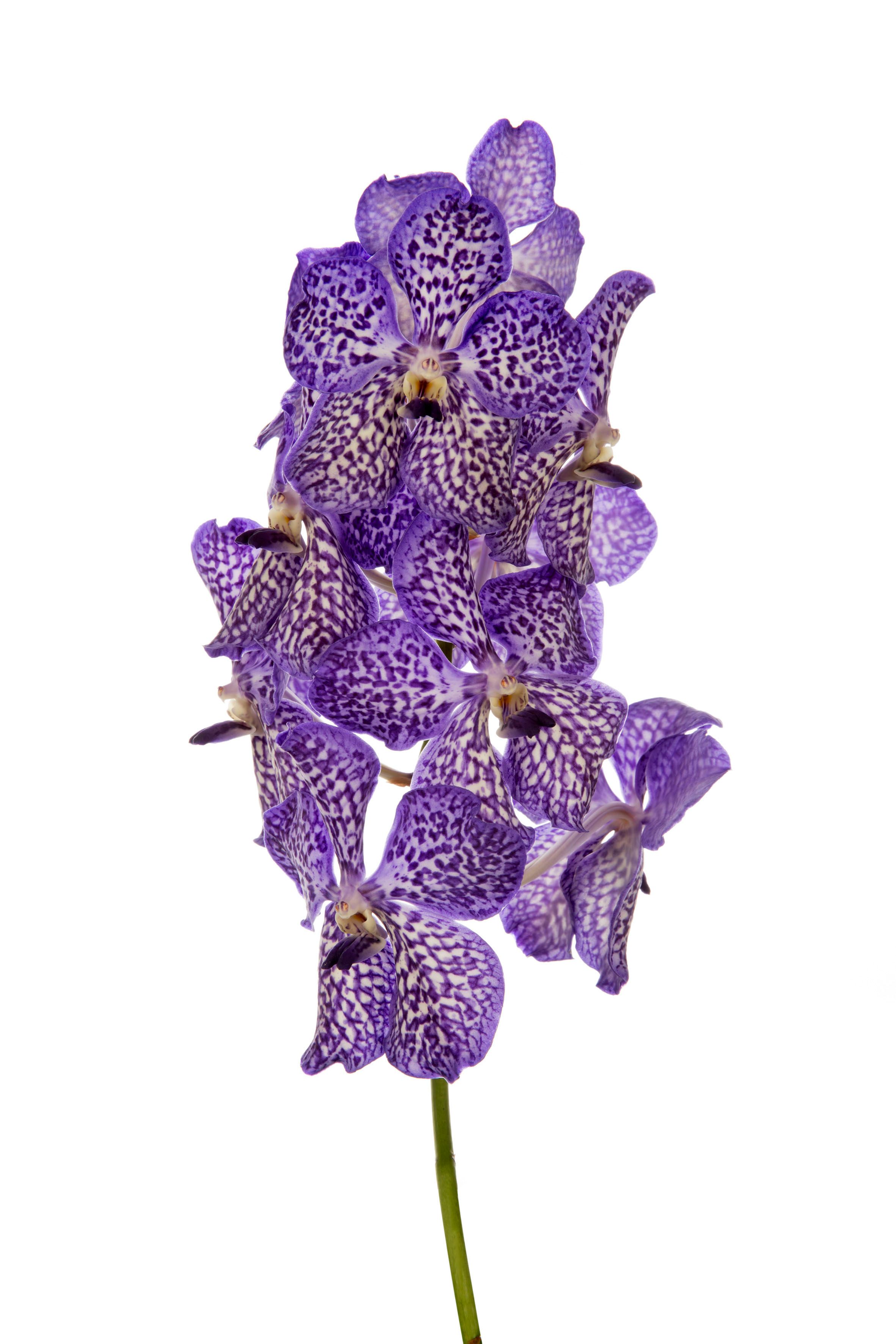 Vanda Sunanda Violet Ink