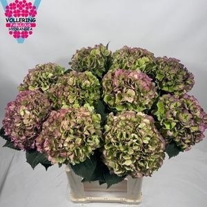 Hydrangea Benefit Classic 80cm 22Ø