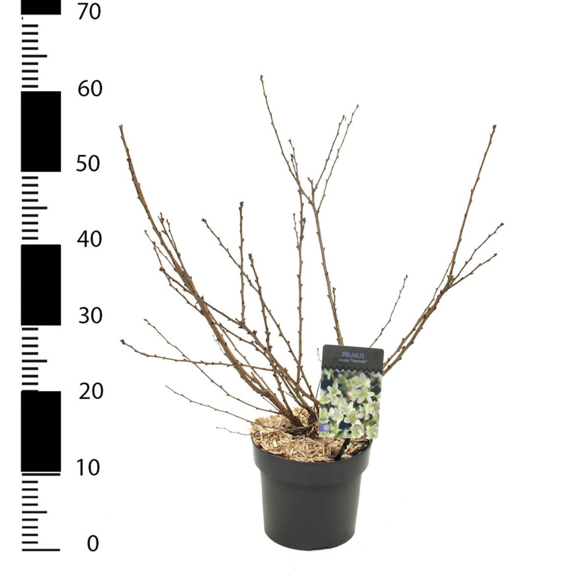 Picture of Prunus incisa 'Yamadei'