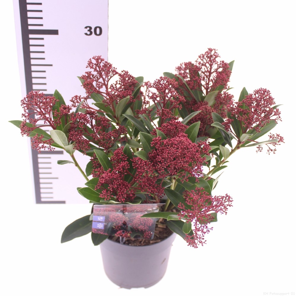 Picture of Skimmia japonica 'Rubesta'