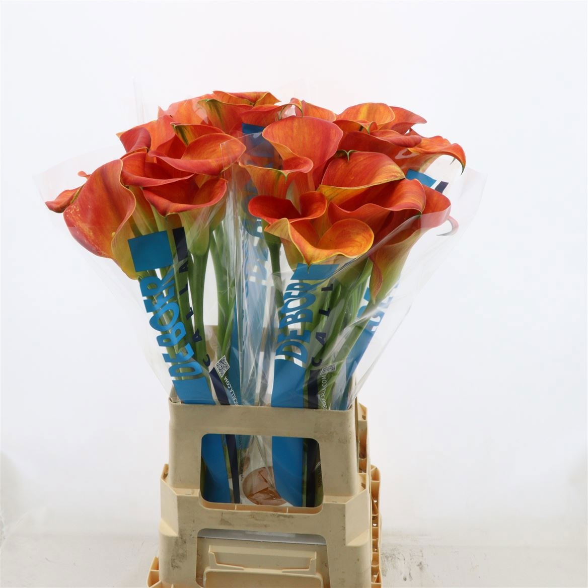 Zant Merengue 70cm