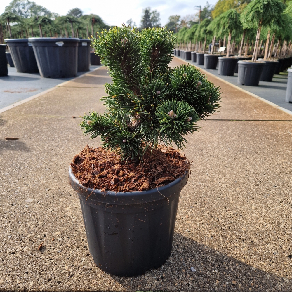 Picture of Pinus mugo Jakobsen C6 20/25 (LOOSE)