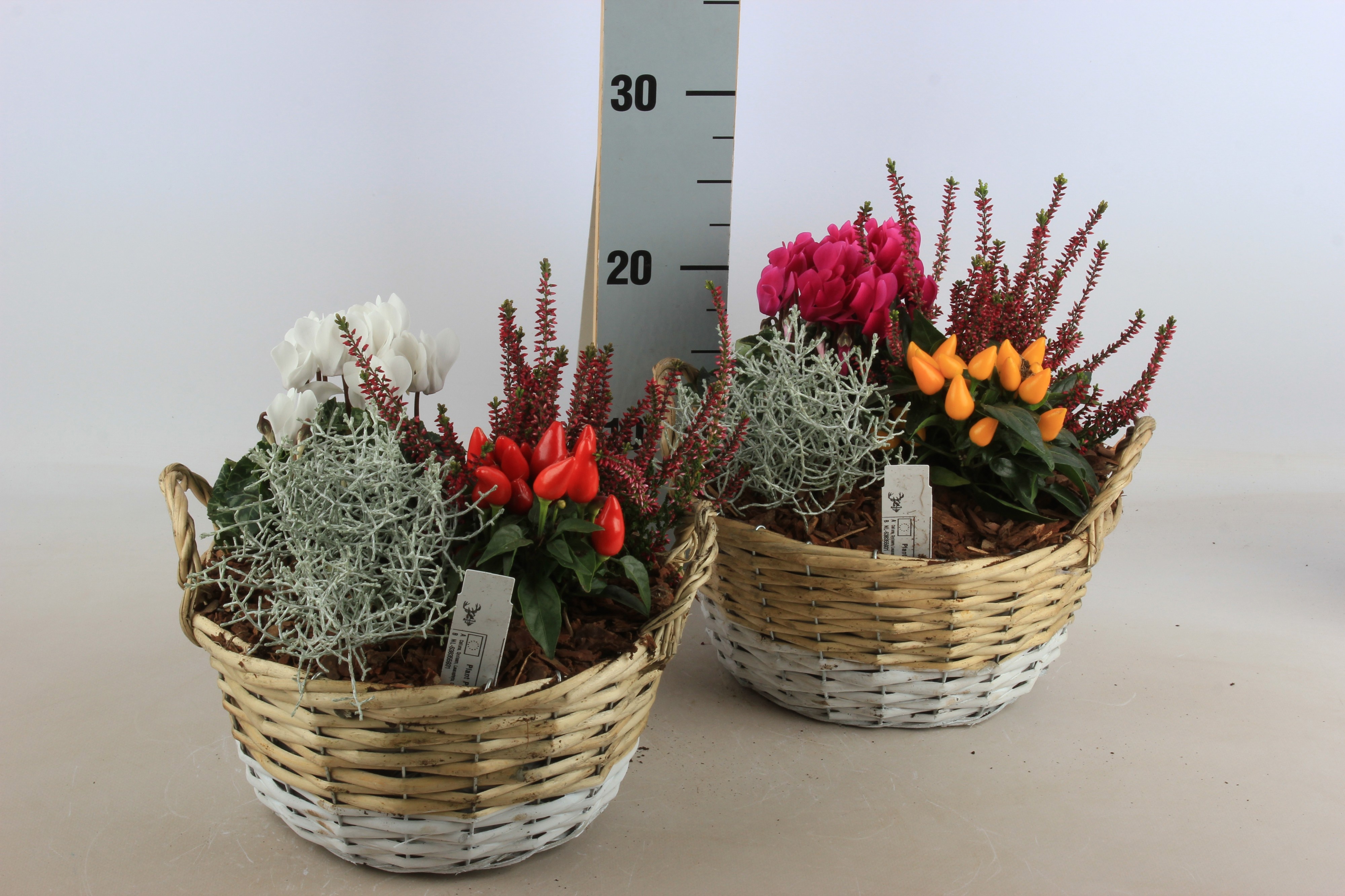 Arr Tuinplanten 24P 30cm 12bloei