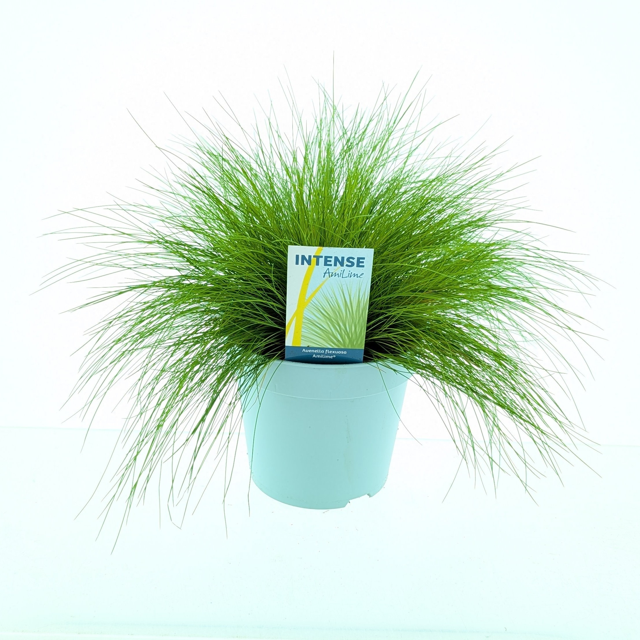 Picture of Deschampsia flexuosa AmiLime®