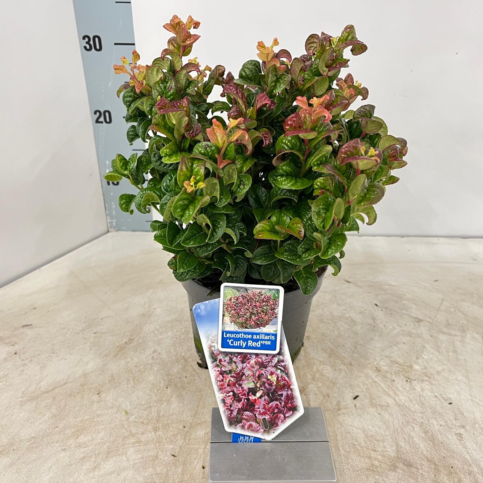 Picture of Leucothoe axillaris ‘Curly Red’ PBR