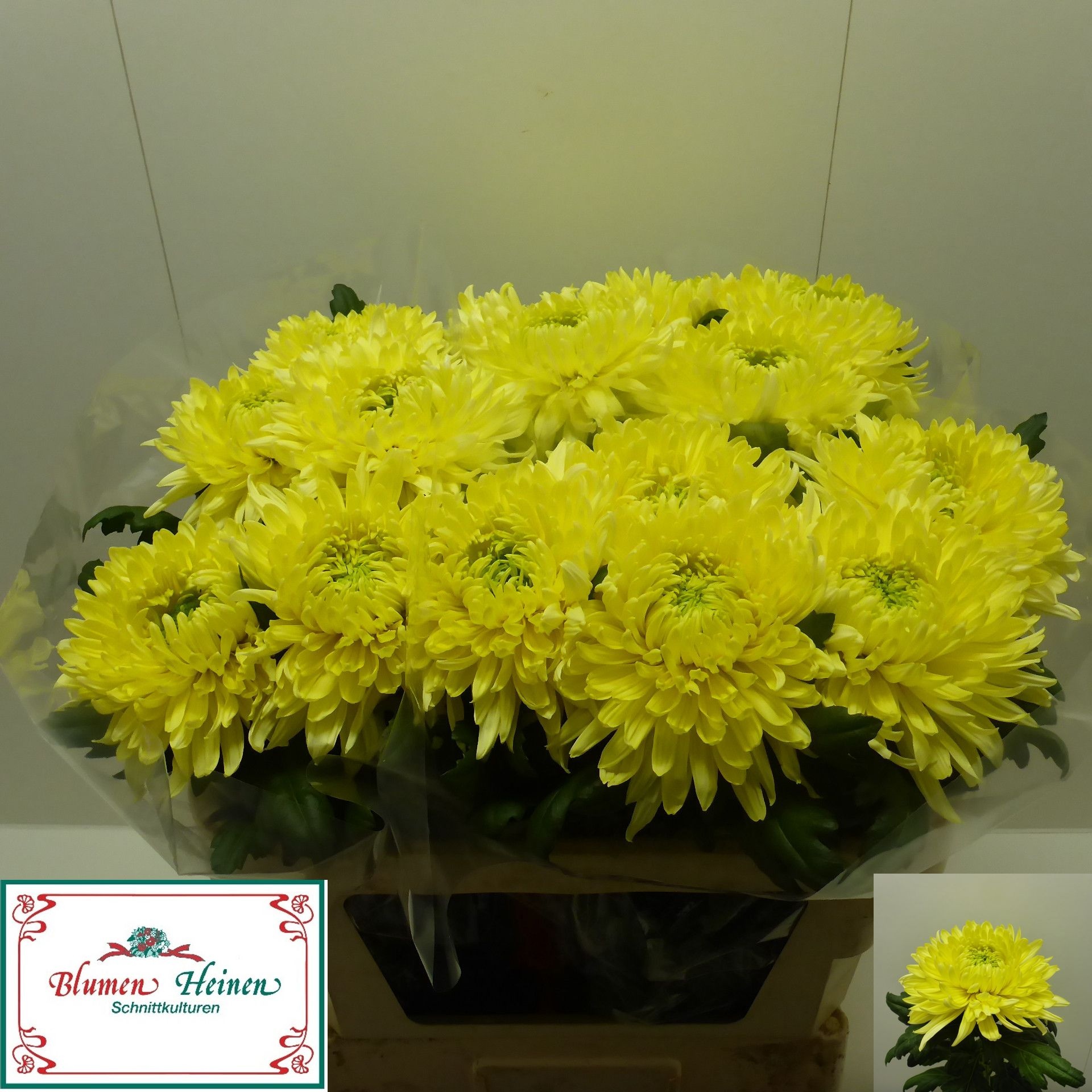 Chrys Single Magnum Yellow 70cm 130gram
