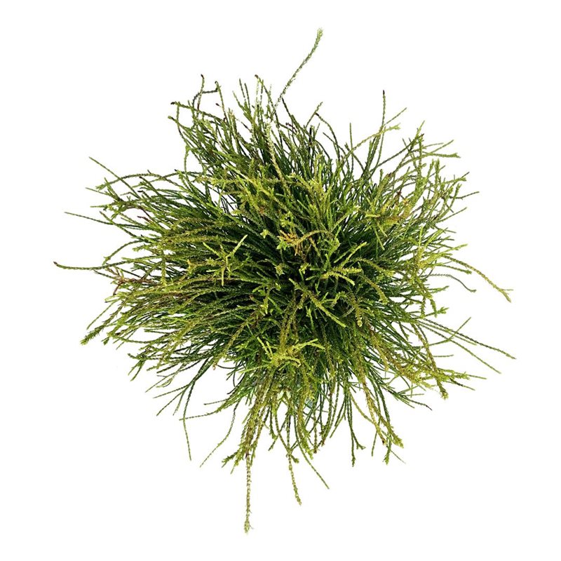 Picture of Thuja or. 'Franky Boy'