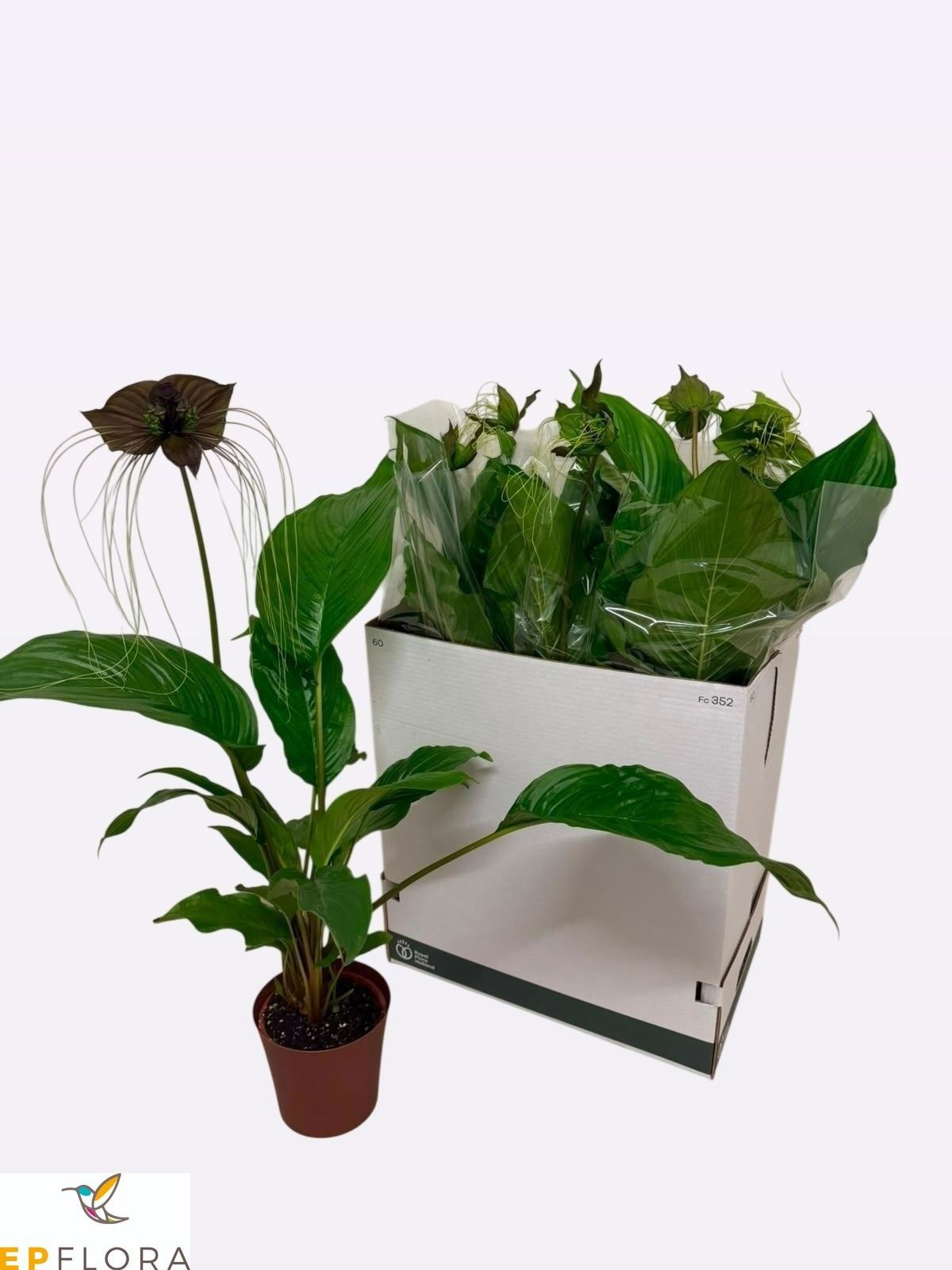 Tacca Chantrieri 17Ø 95cm