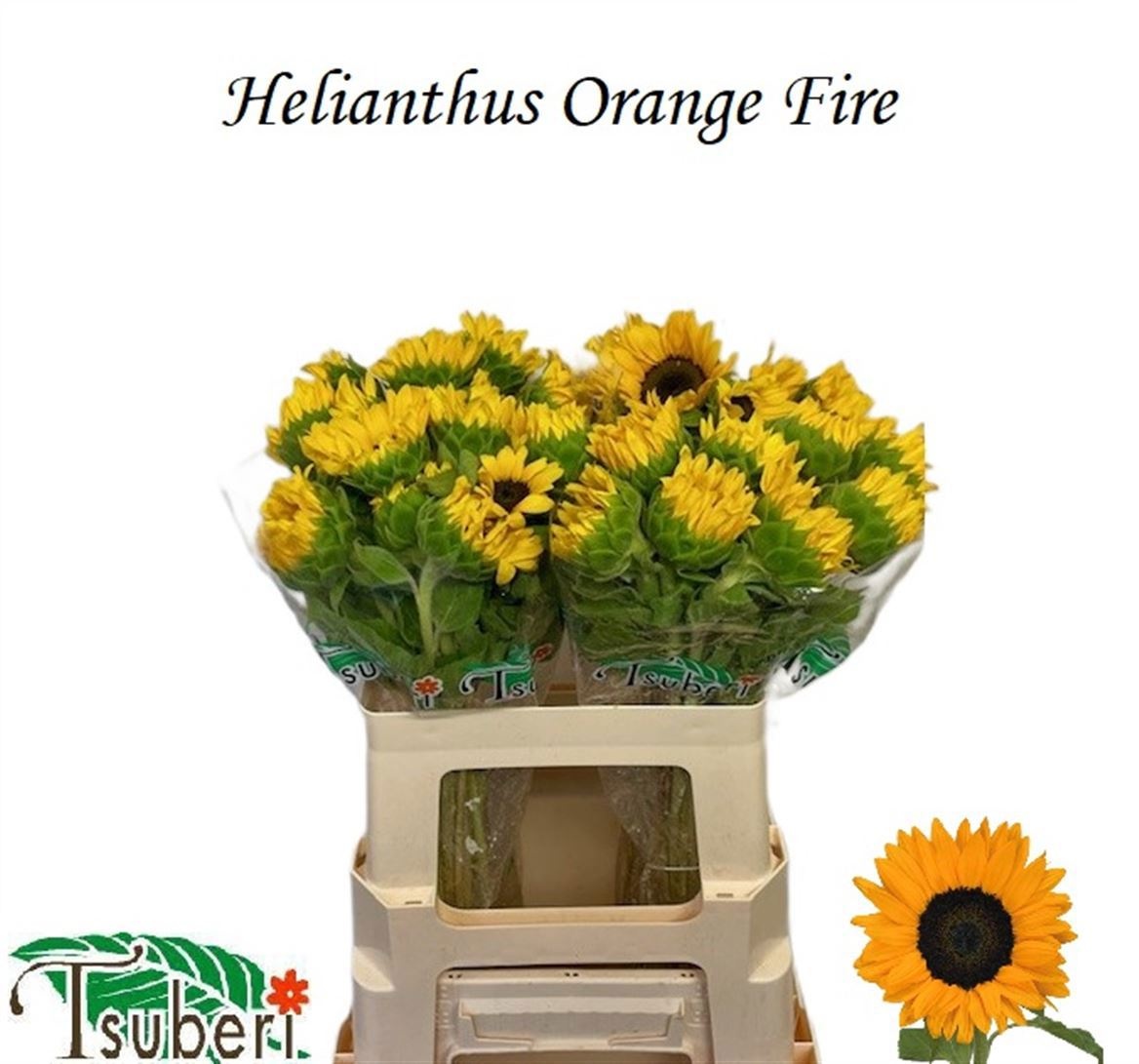 Helian An Orange Fir 50cm 7Ø