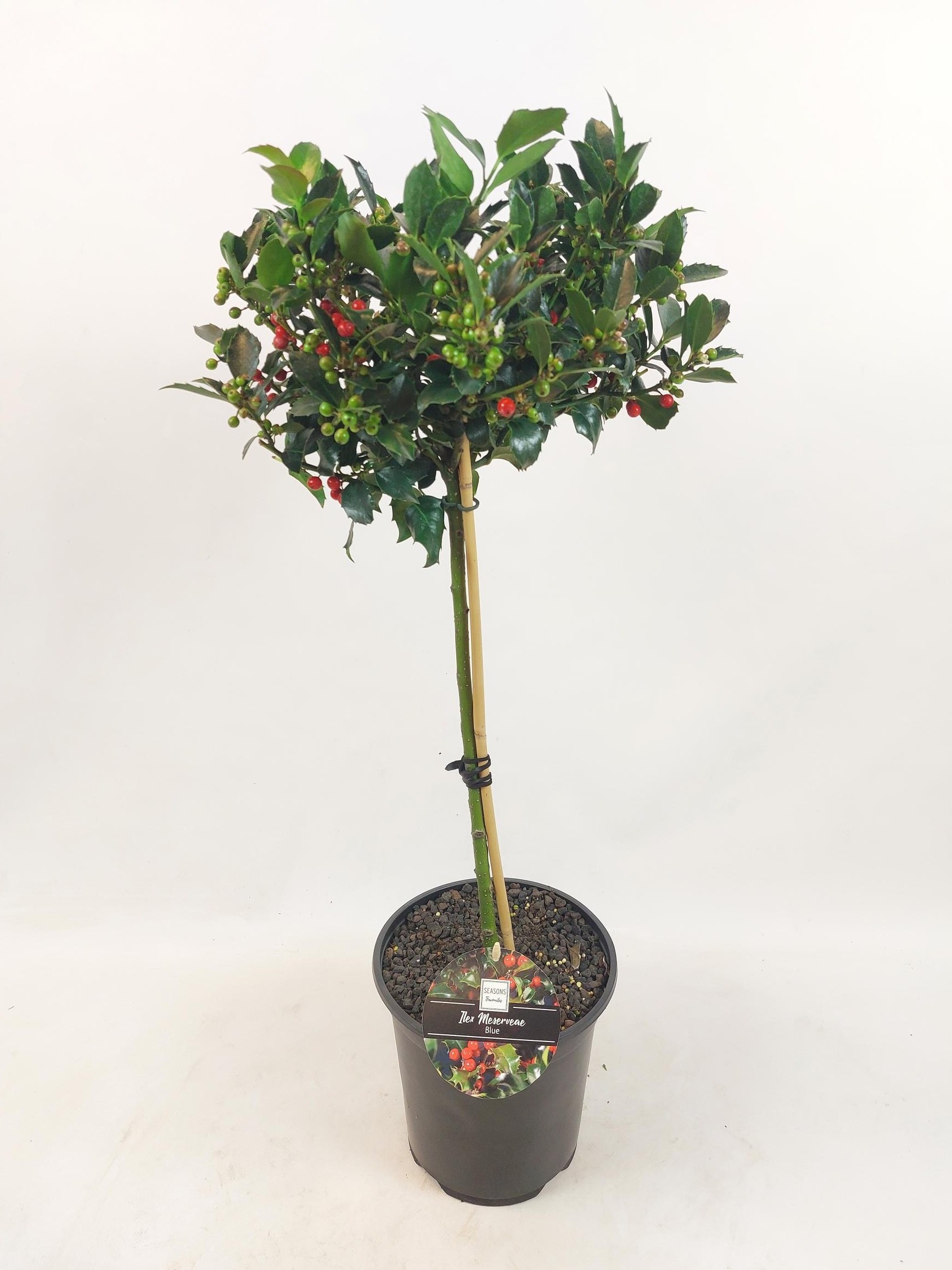 Picture of Ilex stam 40 CM