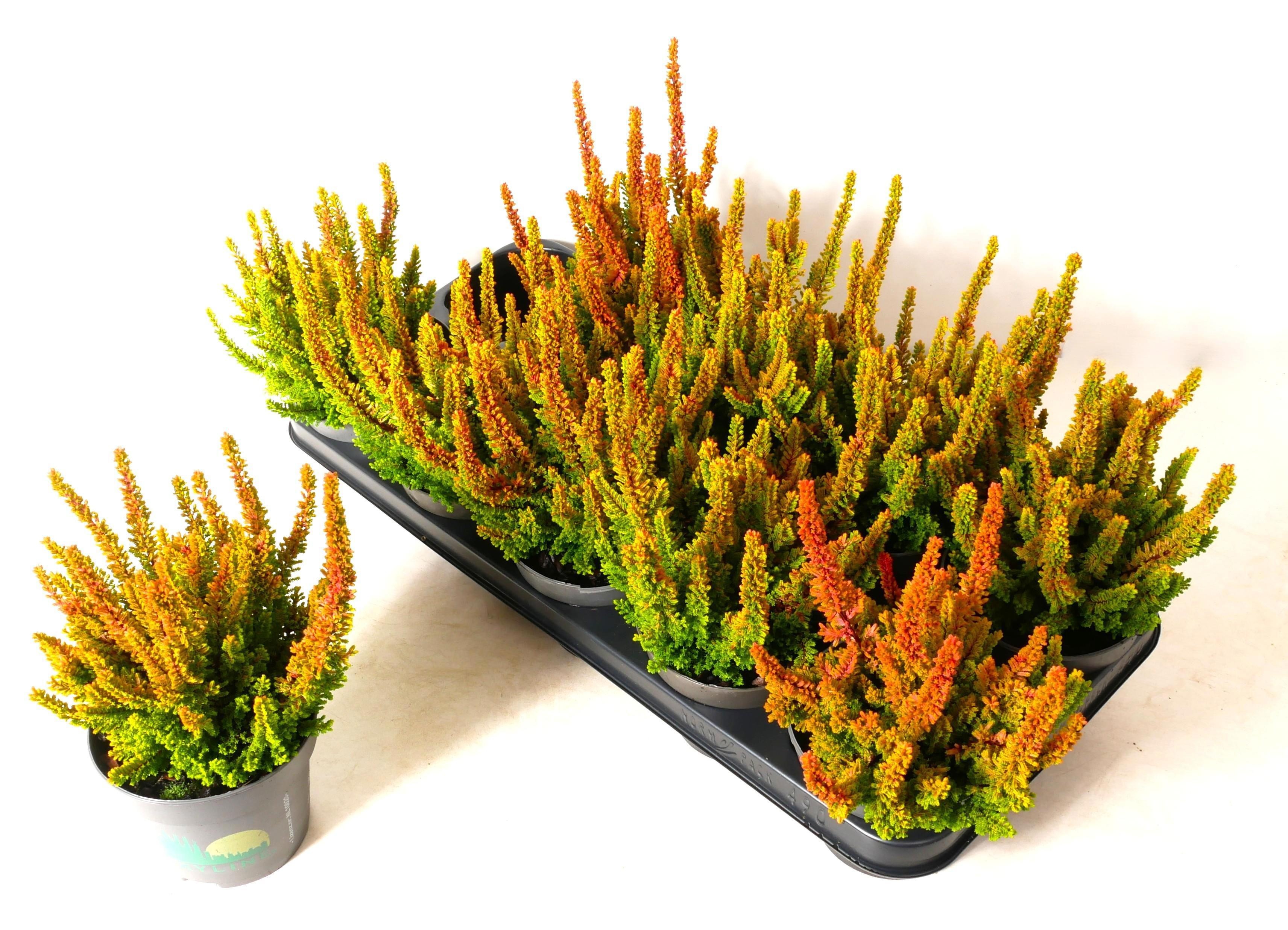 Callu Sky Verona 12Ø 25cm